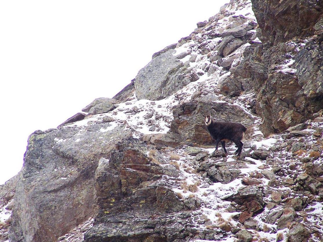 Camosci nella neve (primo)